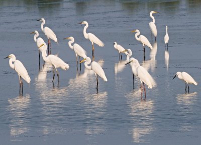 Egrets
