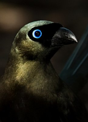 Racket-tailed Treepie