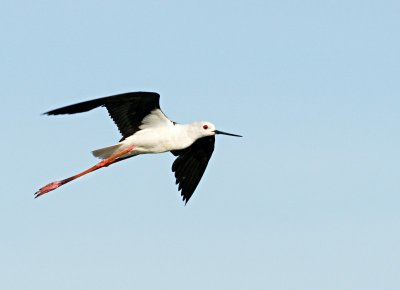 Black-winged Stilt