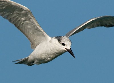 Whiskered Tern