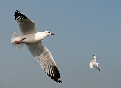 Brown-headed Gull