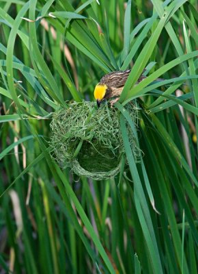 Streaked Weaver