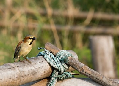 Plain-backed Sparrow