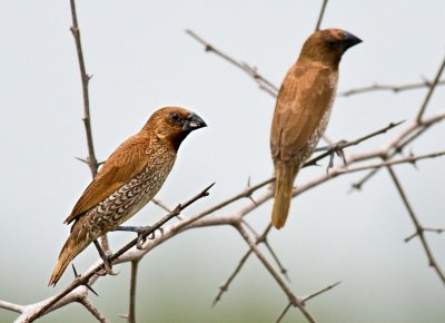 Scaly-breasted Munia