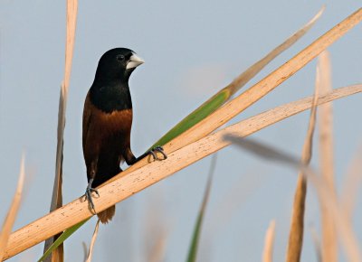 Black-headed Munia