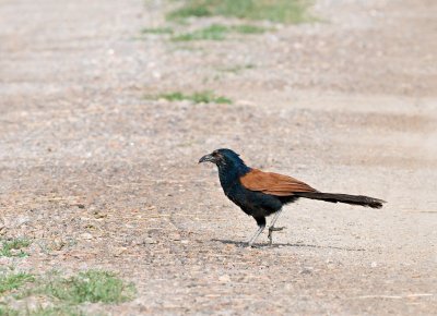 Greater Coucal