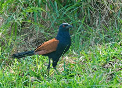 Greater Coucal