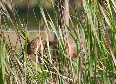 Lesser Coucal