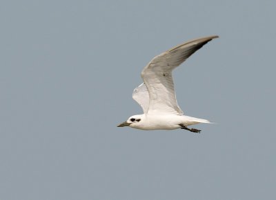 Gull-billed Tern