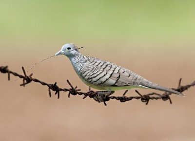 Zebra Dove