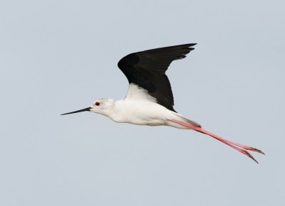 Black-winged Stilt