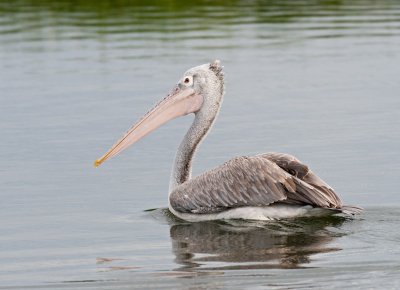 Spot-billed Pelican