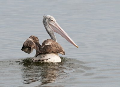 Spot-billed Pelican