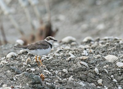 Little Ringed Plover