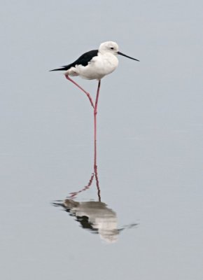 Black-winged Stilt