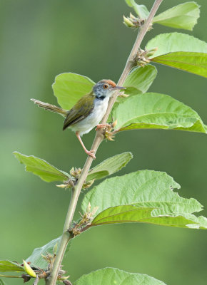 Common Tailorbird