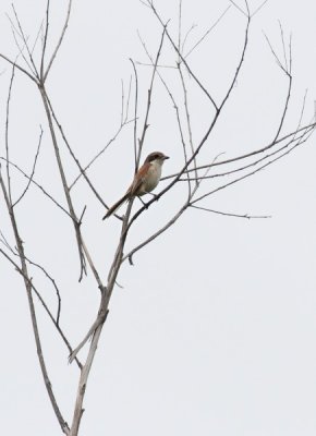 Burmese Shrike