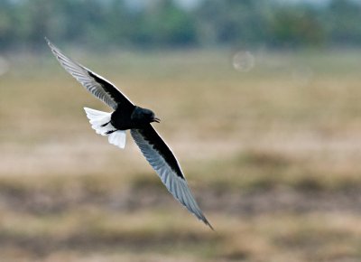 White-winged Tern