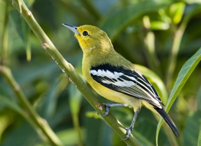 Common Iora