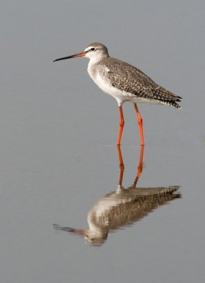 Spotted Redshank