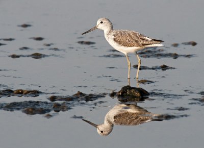 Greenshank