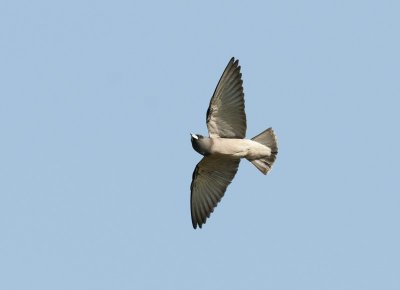 Ashy Woodswallow