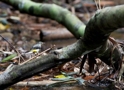 Grey Wagtail