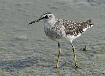 Wood Sandpiper