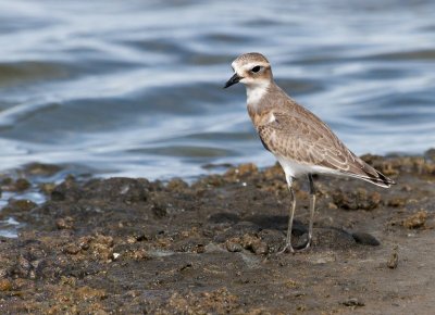 Lesser Sandplover