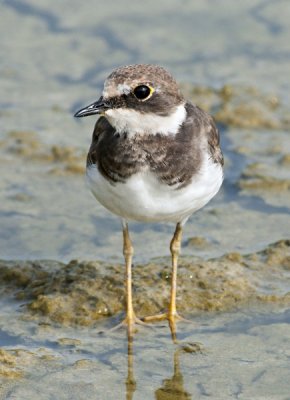 Little Ringed Plover