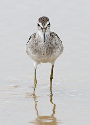 Wood Sandpiper