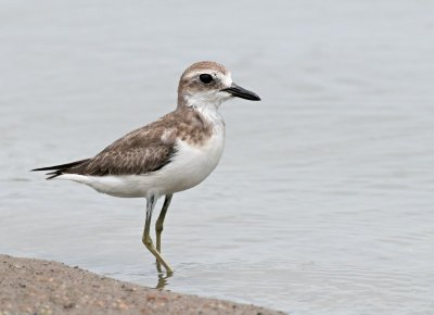 Greater Sandplover