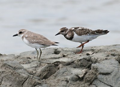 Ruddy Turnstone