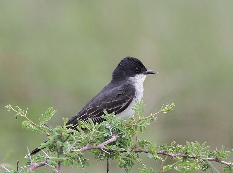 Eastern Kingbird