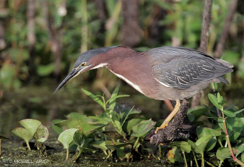 Green Heron