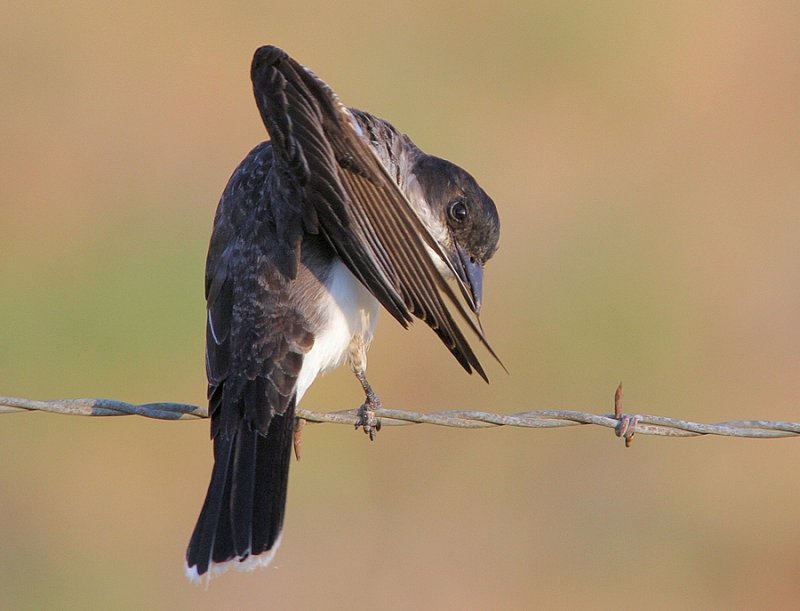 Eastern Kingbird