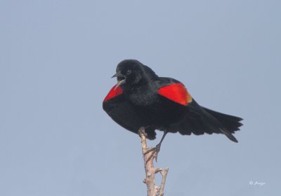 Red-winged Blackbird