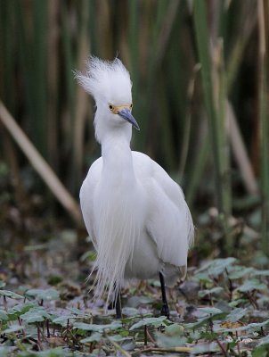 Snowy Egret