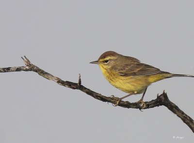 Palm Warbler