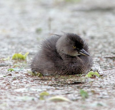 Least Grebe