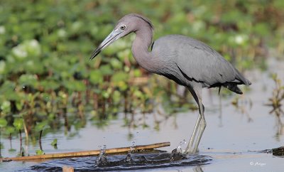 Little Blue Heron