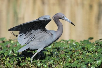 Little Blue Heron