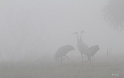 Sandhill Cranes