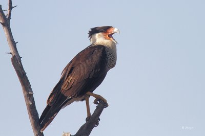 Crested Caracara