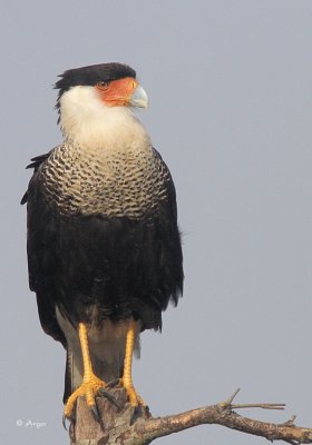 Crested Caracara