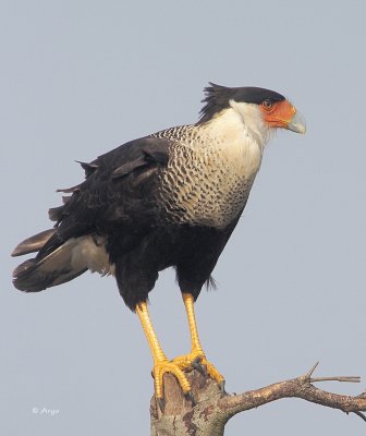 Crested Caracara