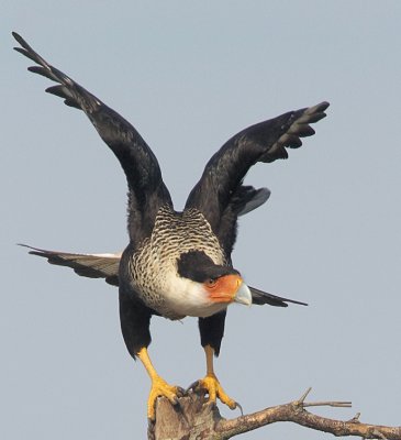 Crested Caracara