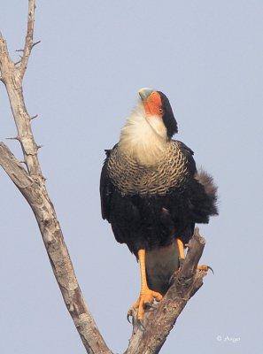 Crested Caracara