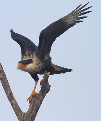 Crested Caracara
