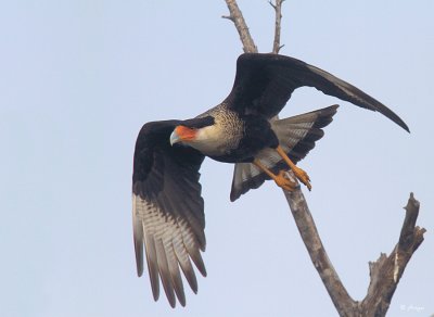 Crested Caracara